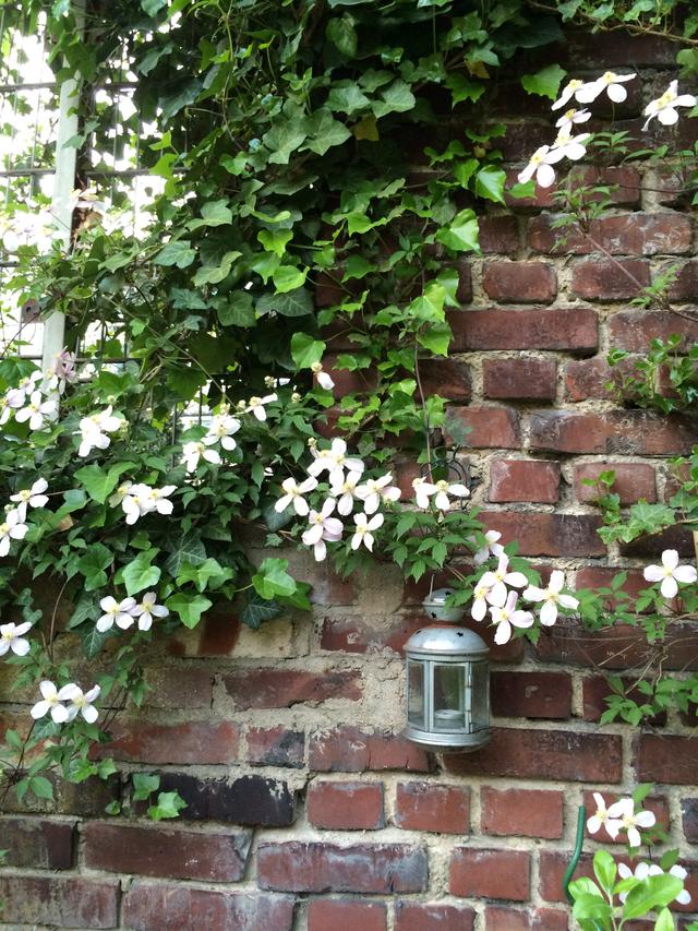 Bunt bunter, mein Garten.