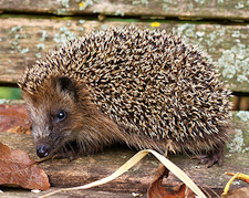 Igel gefunden? So können Sie im Winter kleinen Igeln helfen!