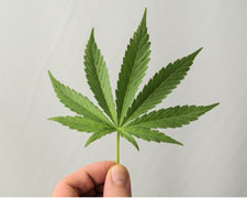 Behandlung mit Cannabis - die medizinische Wirkung